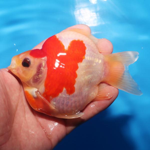 網目透明鱗♂　11㎝