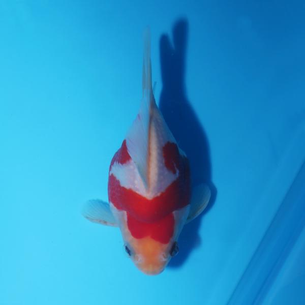 網目透明鱗♂　11㎝