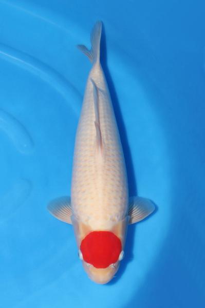 丹頂紅白♀　　47㎝