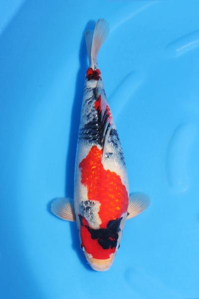 銀鱗昭和♀　　39㎝