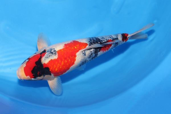 銀鱗昭和♀　　39㎝