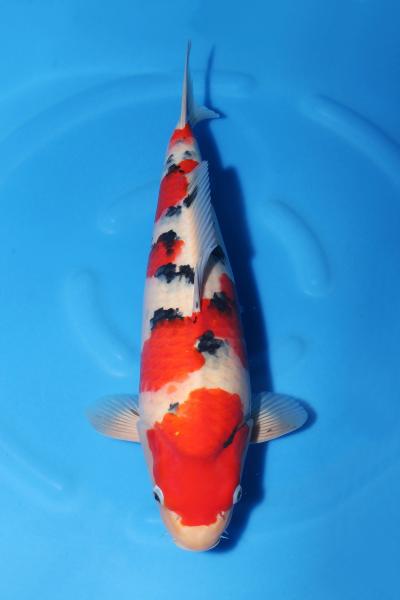 大正三色♀　　45㎝