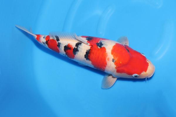 大正三色♀　　45㎝