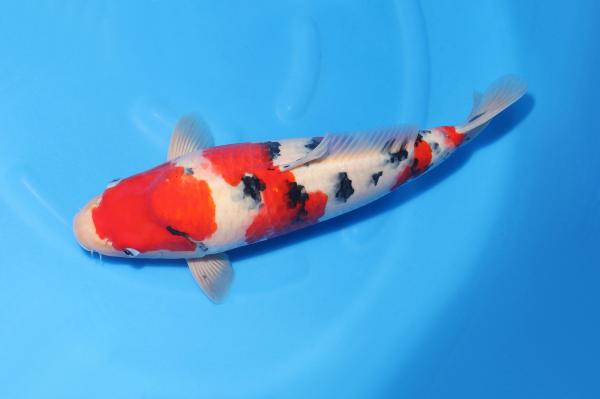 大正三色♀　　45㎝