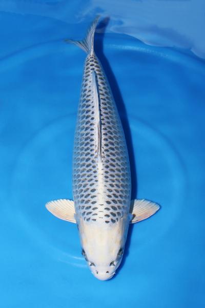 銀松葉♀　　54㎝