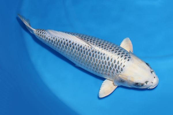 銀松葉♀　　54㎝