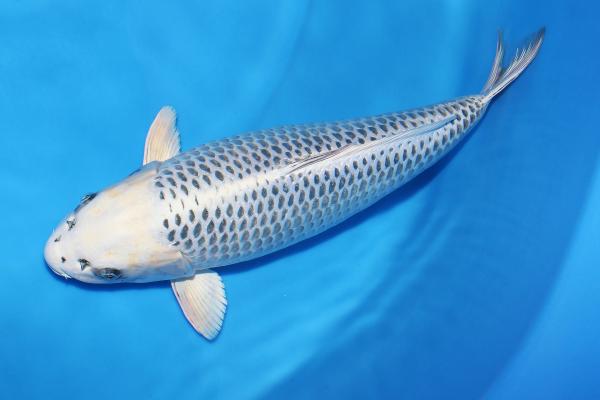 銀松葉♀　　54㎝