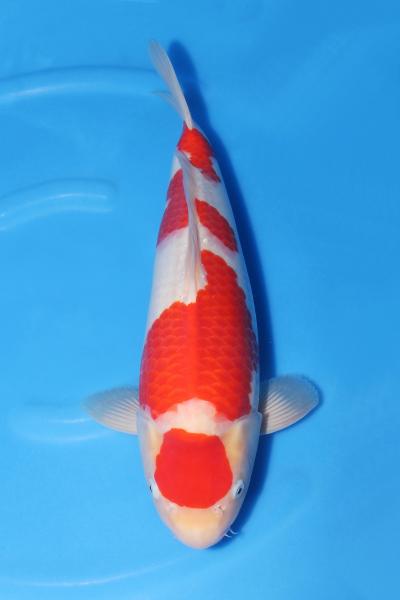 紅白♂　45㎝