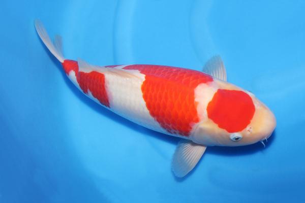 紅白♂　45㎝