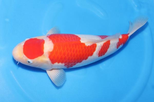 紅白♂　45㎝