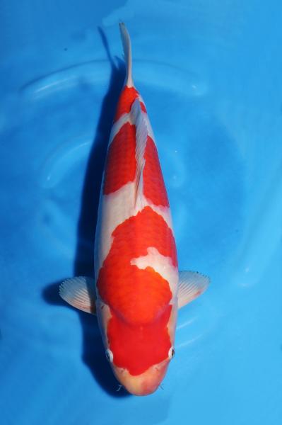 紅白　40㎝