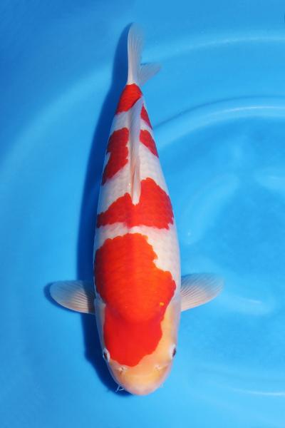 紅白♀　42㎝