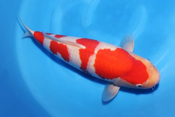 紅白♀　42㎝
