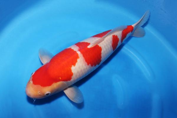 紅白♀　42㎝