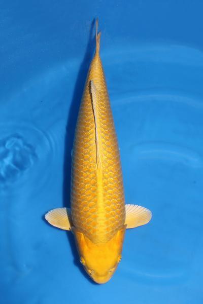 銀鱗山吹♀　58㎝
