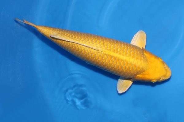 銀鱗山吹♀　58㎝