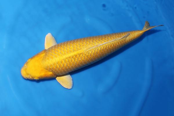 銀鱗山吹♀　58㎝