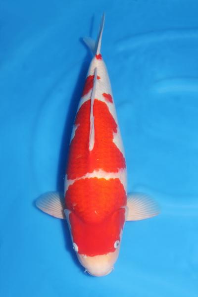 紅白♀　55㎝