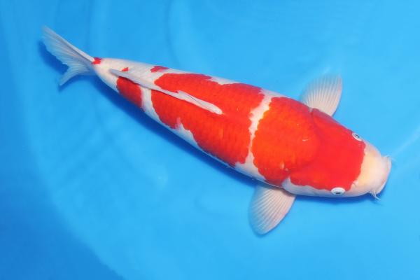 紅白♀　55㎝