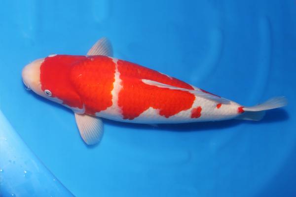 紅白♀　55㎝