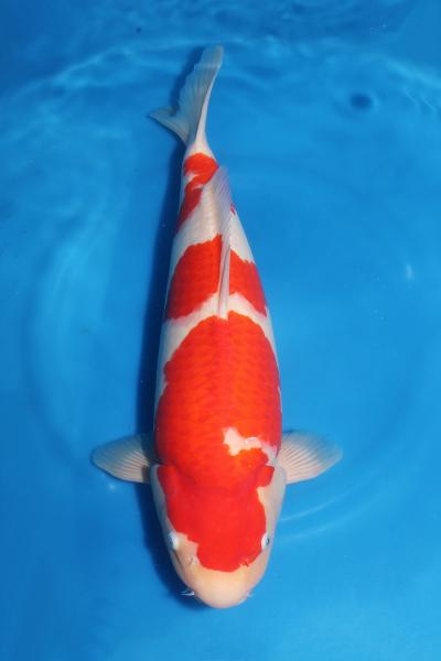 紅白♀　51㎝