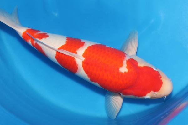 紅白♀　51㎝