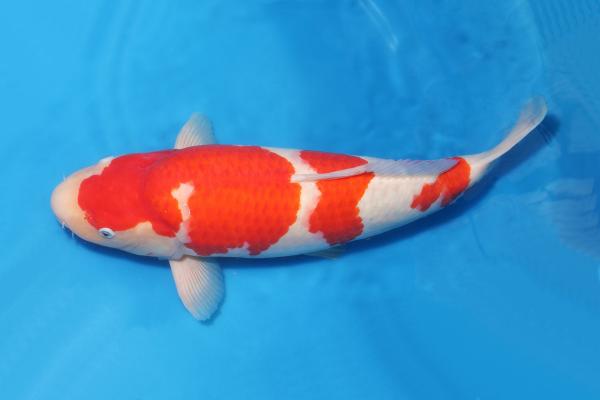 紅白♀　51㎝