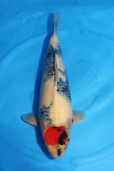 丹頂昭和♀　46㎝