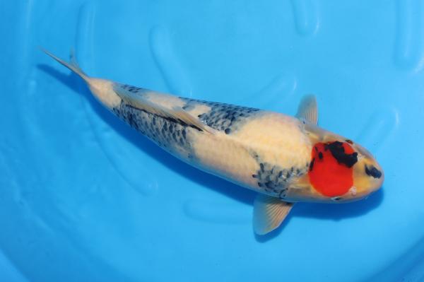 丹頂昭和♀　46㎝