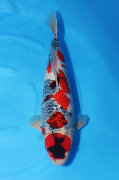 昭和♀　47㎝
