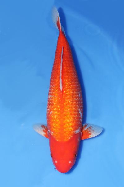 銀鱗浅黄時雨♀　52㎝