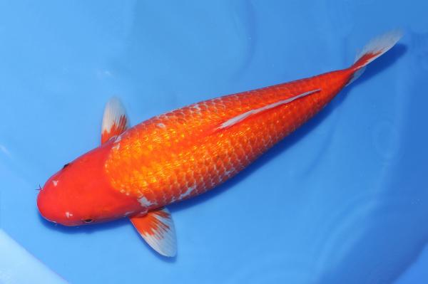 銀鱗浅黄時雨♀　52㎝