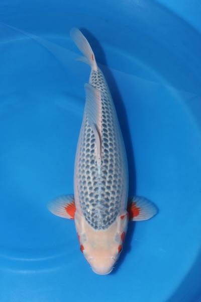 浅黄♀　48㎝
