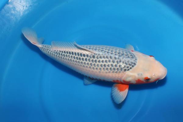 浅黄♀　48㎝