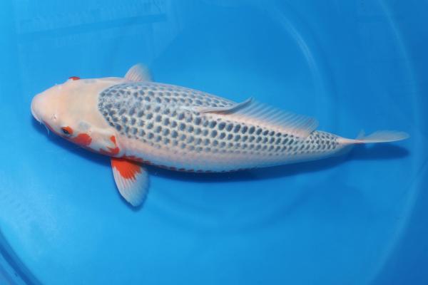 浅黄♀　48㎝