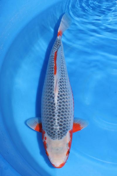 浅黄♀　53㎝