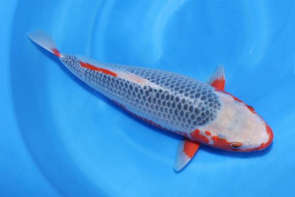 浅黄♀　53㎝