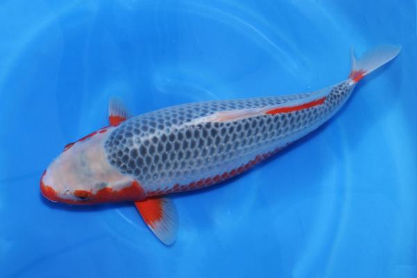 浅黄♀　53㎝