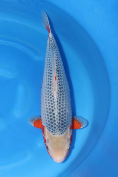 浅黄♀　54㎝