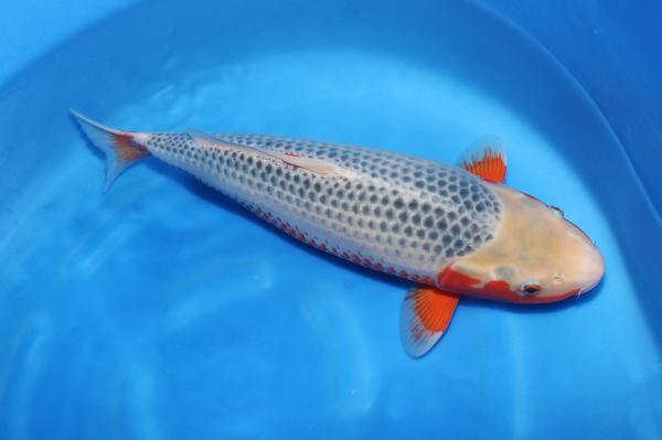 浅黄♀　54㎝