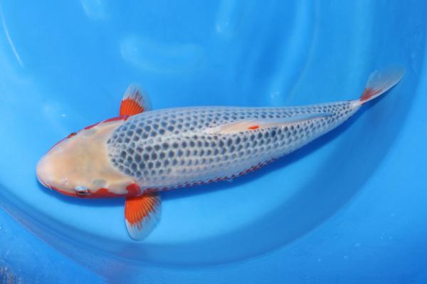 浅黄♀　54㎝