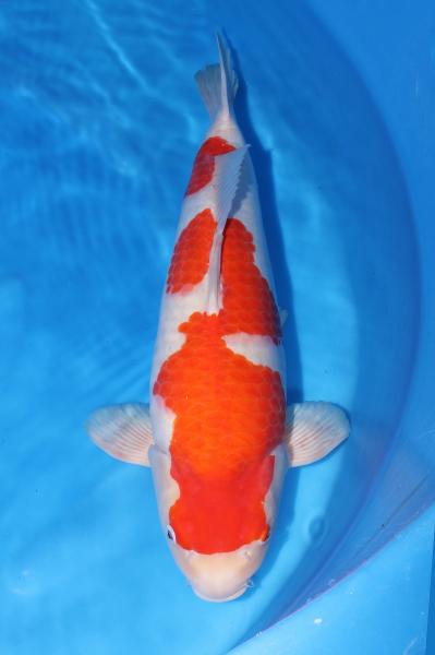 紅白♀　55㎝