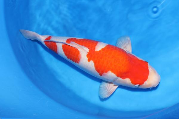 紅白♀　55㎝