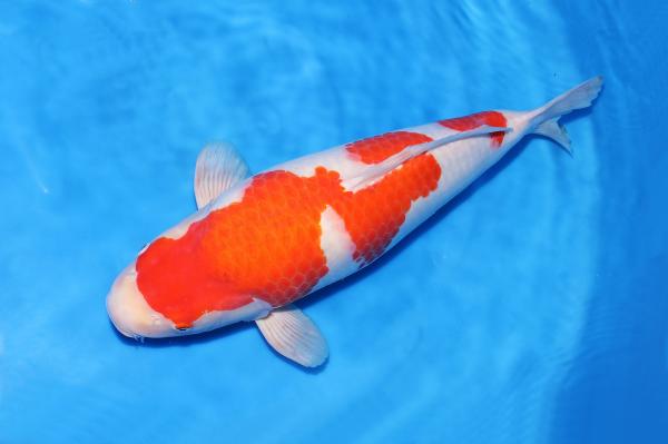 紅白♀　55㎝