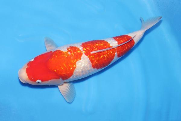 銀鱗紅白♀　　46㎝