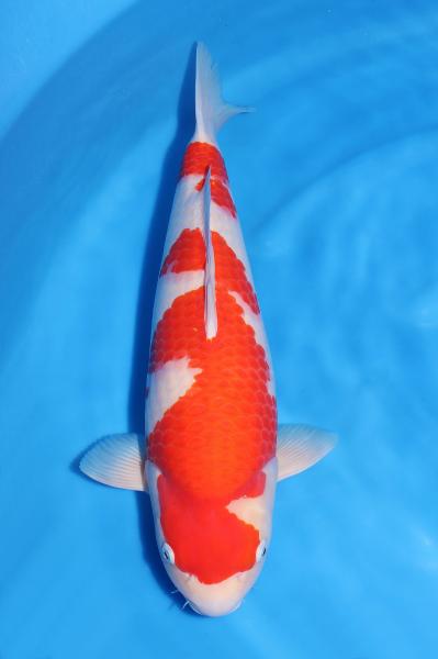 紅白♀　50㎝