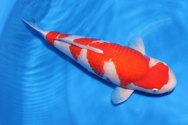 紅白♀　50㎝