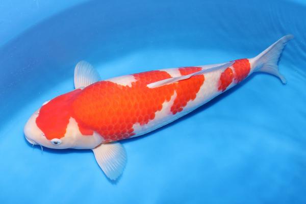 紅白♀　50㎝