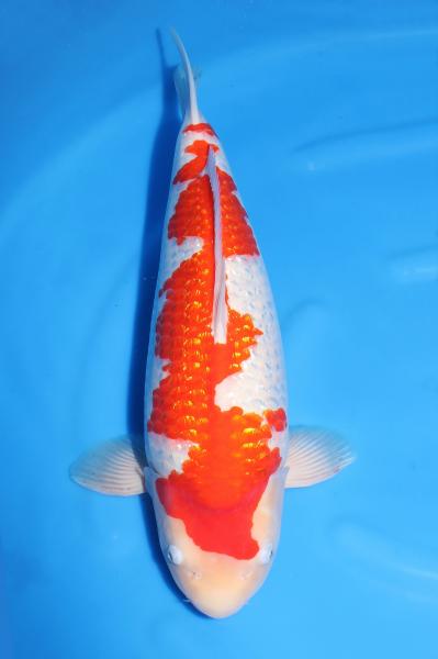 銀鱗紅白♀　53㎝