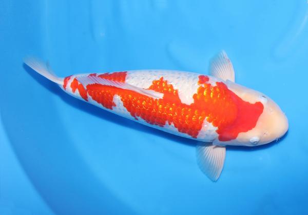 銀鱗紅白♀　53㎝